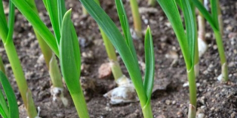 Kako hraniti bijeli luk u proljeće zasađen prije zime